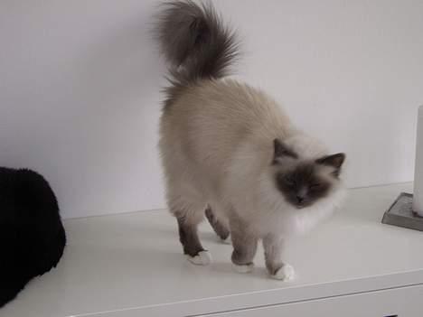 Hellig Birma Linnea´s Cherrié billede 3