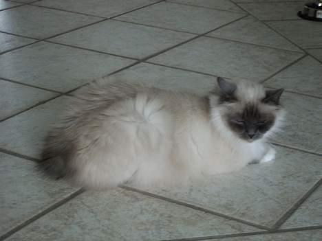 Hellig Birma Linnea´s Cherrié billede 4