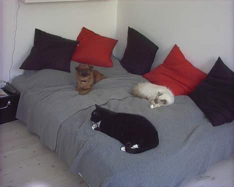 Hellig Birma Mika (Mikaros De Shattea) billede 10