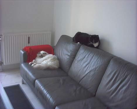 Hellig Birma Mika (Mikaros De Shattea) billede 11