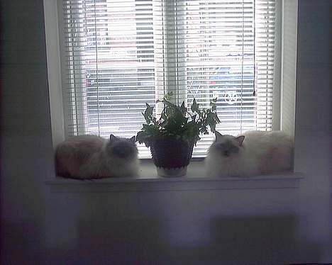 Hellig Birma Mika (Mikaros De Shattea) billede 12