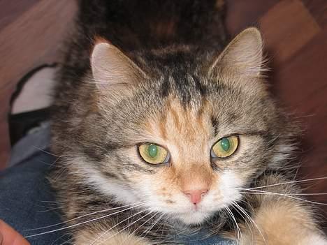 Norsk Skovkat MAlAIKA - HEJ. SÅ HILSER VI LIGE PÆNT GOD DAG OP AF MORS BEN. billede 1