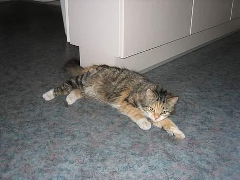 Norsk Skovkat MAlAIKA - SÅ FLADER JEG LIGE UD. billede 2