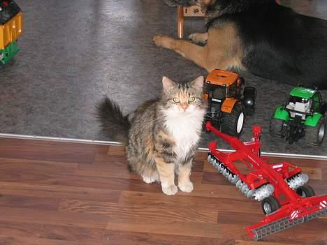 Norsk Skovkat MAlAIKA - JA JEG KAN GODT SIDE PÆNT HVIS JEG VIL. billede 3