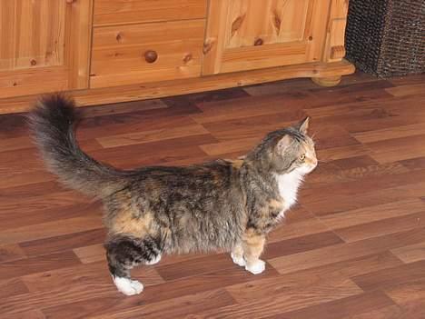 Norsk Skovkat MAlAIKA - JA DET ER SÅ LIGE MIG BAGFRA. billede 4