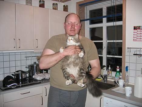 Norsk Skovkat MAlAIKA - JA MIN FAR OG MIG ER NÆSTEN LIGE TYKKE...!!! ELLER VAR DET LIGE KØNNE...? billede 5