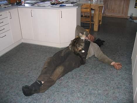 Norsk Skovkat MAlAIKA - SSYYYYYY... MIN FAR SOVER LIGE OG JEG HJÆLPER HAM BARE... :O) HAN ER JO TRÆT... billede 6