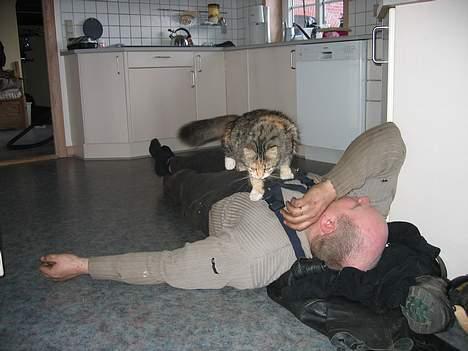 Norsk Skovkat MAlAIKA - ØV MOR... NU FORSTYREDE DU JO... SÅ KAN JEG JO LIGE SÅ GODT LIGE SE NÆRMERE PÅ HVAD DU LAVER MED DEN DER TINGEST.... billede 7