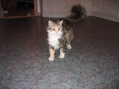 Norsk Skovkat MAlAIKA - JA MOR ER VILD MED MIG.... MEN JEG ER DA OGSÅ DEJLIG... billede 8