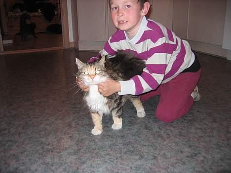 Norsk Skovkat MAlAIKA - SEBASTIAN PRØVER LIGE PÅ AT FÅ MIG TIL AT KIGGE DEN RIGTIGE VEJ... GIDER ELLERS IKKE DET HER PJAT... billede 9