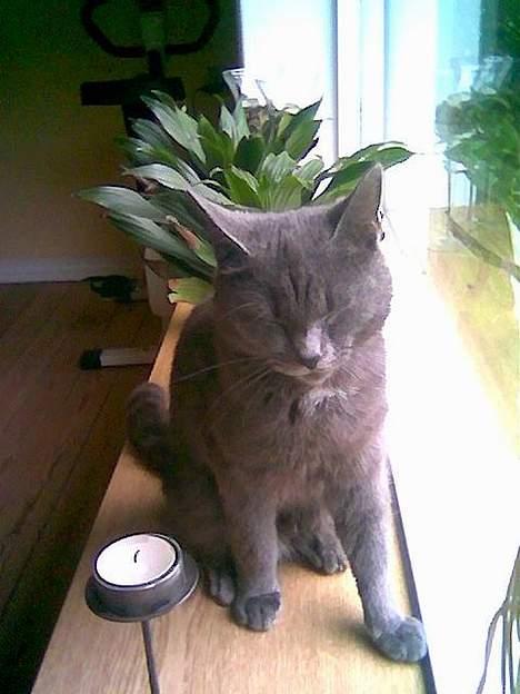 Blanding af racer Gismo billede 3