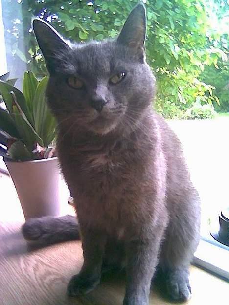 Blanding af racer Gismo billede 4