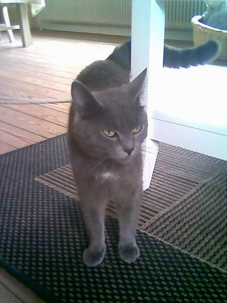 Blanding af racer Gismo billede 5