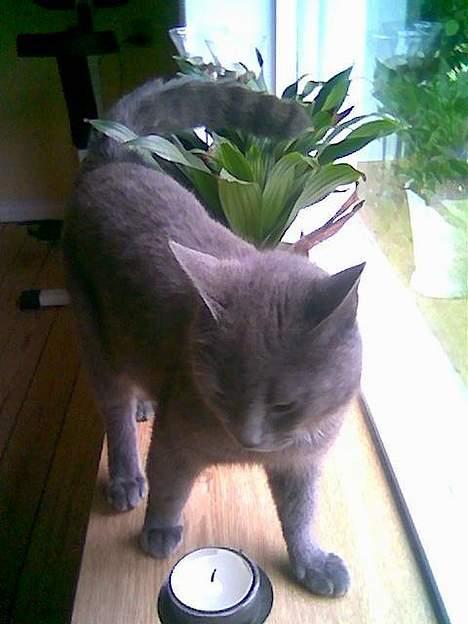 Blanding af racer Gismo billede 6