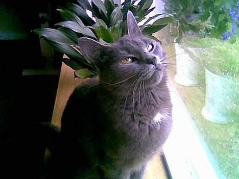 Blanding af racer Gismo billede 8