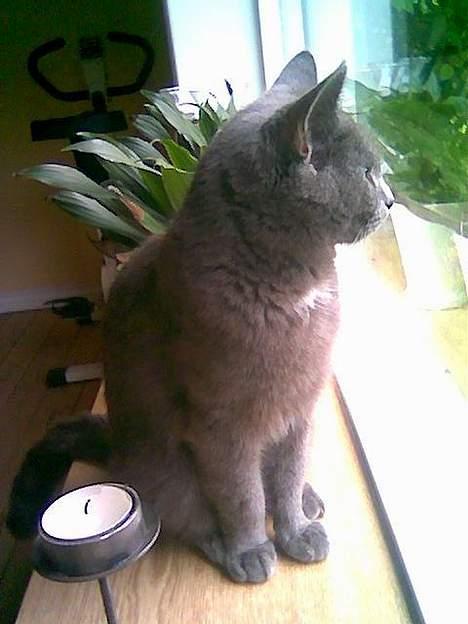 Blanding af racer Gismo billede 9