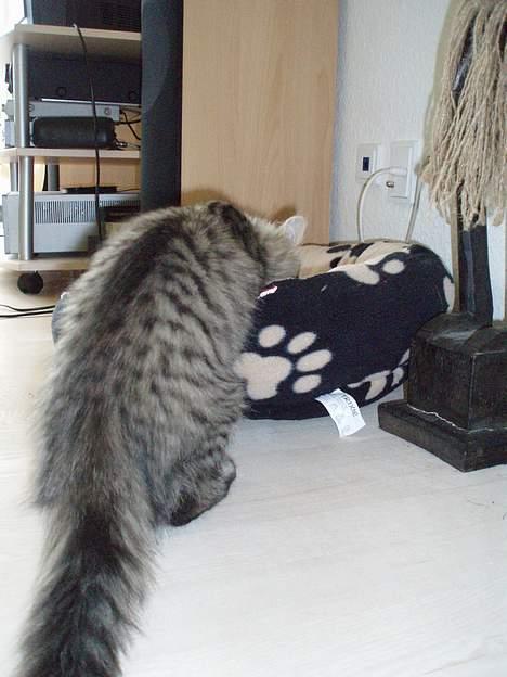 Blanding af racer Kiwi - Hmm, hvad er det her egentlig? billede 12