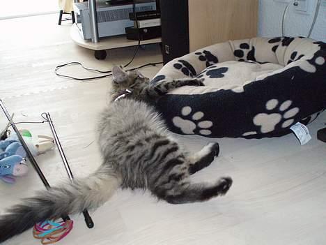 Blanding af racer Kiwi - Gad vide om det er et stort stykke legetøj? billede 13