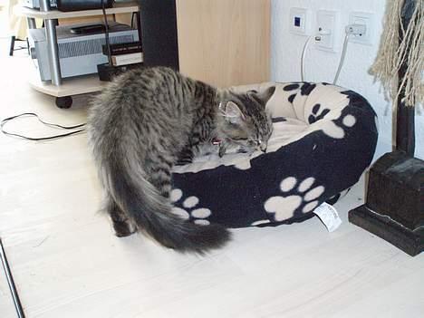 Blanding af racer Kiwi - Eller skal man gå op i den? billede 14