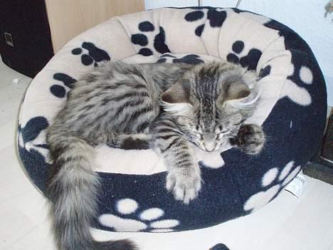 Blanding af racer Kiwi - Nææh.. Det er faktisk en seng. En behagelig en af slagsen ;-) billede 15