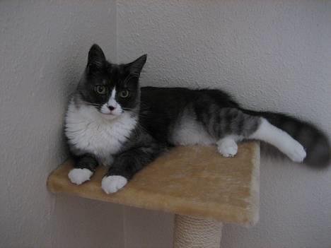 Maine Coon Mizar - Mizar billede 1