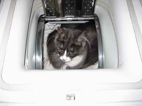 Maine Coon Mizar - Her kan mor og far ikke finde mig! billede 2