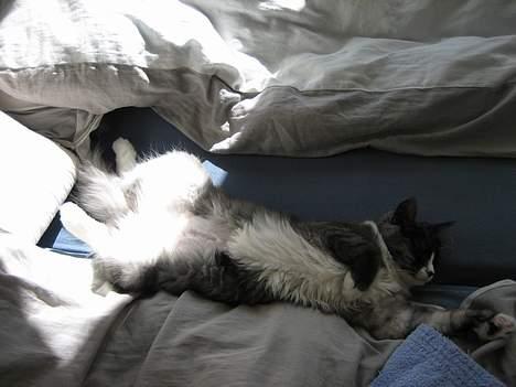 Maine Coon Mizar - Lige en lille middagslur. billede 3