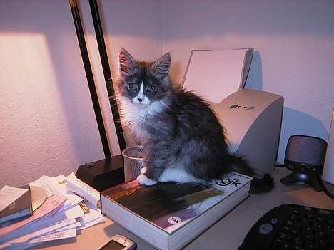 Maine Coon Mizar - Hej mor! billede 4