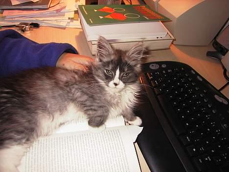 Maine Coon Mizar - Hvis jeg lægger mig midt på bogen, så skal jeg nok få hendes opmærksomhed! billede 5