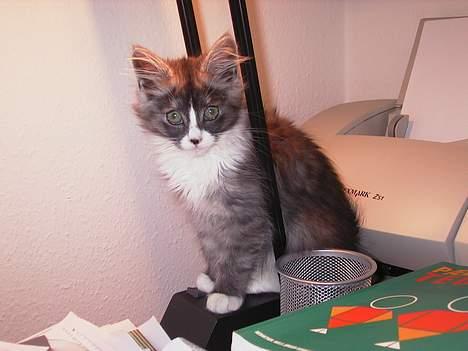 Maine Coon Mizar - Her sidder jeg jo meget godt! billede 6