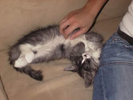 Maine Coon Mizar - Uh ja mor, lige der! billede 7