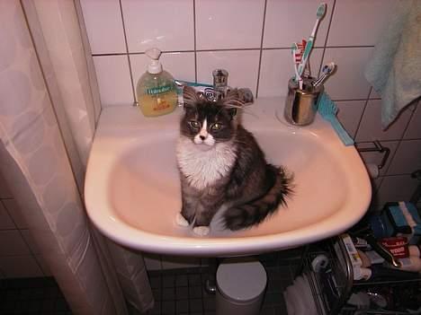 Maine Coon Mizar - Her sidder jeg da meget godt! billede 8