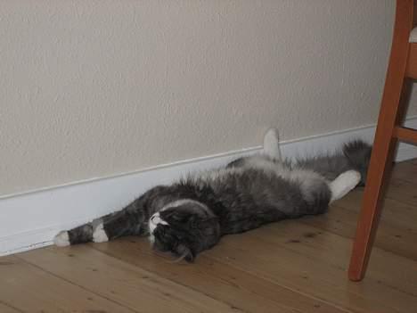 Maine Coon Mizar - Endnu en lille middagslur billede 9