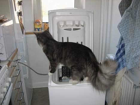 Maine Coon Mizar - Jeg må lige se hvad det her er for noget!  billede 10