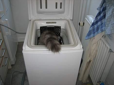 Maine Coon Mizar - Her er spændende! billede 11