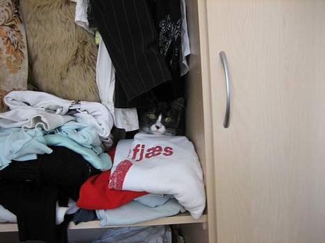 Maine Coon Mizar - Min hemmelige hule. billede 12