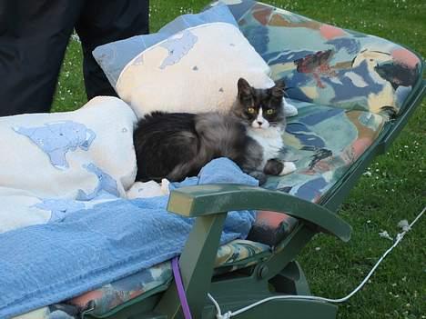 Maine Coon Mizar - Prinsesse Mizar på sin trone. billede 13