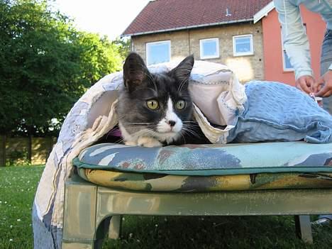 Maine Coon Mizar - Her er dejligt varmt! billede 14