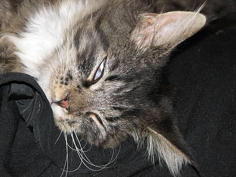 Maine Coon Gallaxe's Terminator billede 15