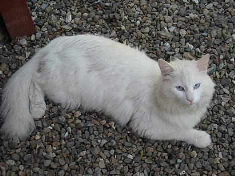 Norsk Skovkat Safir billede 16