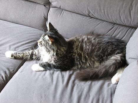 Maine Coon Gallaxe's Terminator billede 16