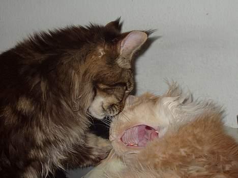 Maine Coon Lion Heart - Sker der noget spændende derinde (i Vulcanus´ mund)? billede 10