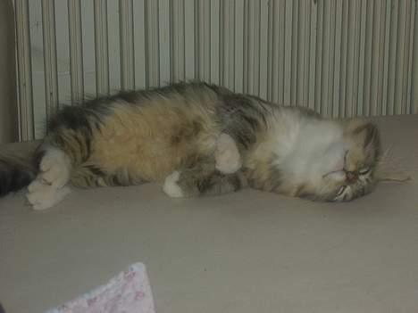 Norsk Skovkat basse billede 1