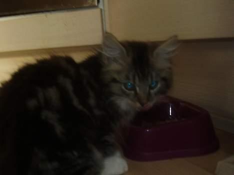 Norsk Skovkat basse billede 2