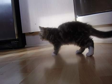 Norsk Skovkat basse billede 3