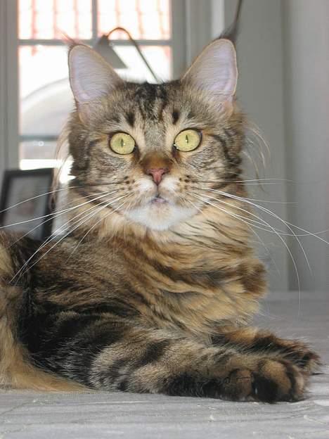 Maine Coon Ally R.I.P - 15/6 06 Se selv hvor smuk jeg er.. :o) billede 6