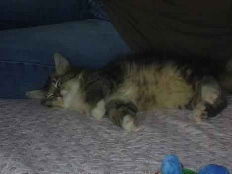 Norsk Skovkat basse billede 4