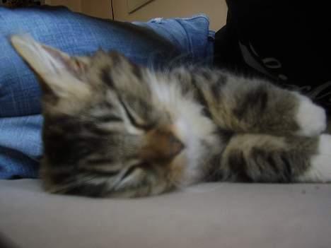 Norsk Skovkat basse billede 5