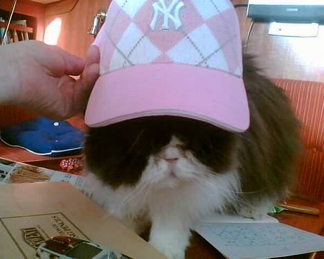 Perser kylling - hvor er jeg bare sej med maria´s cap på billede 1