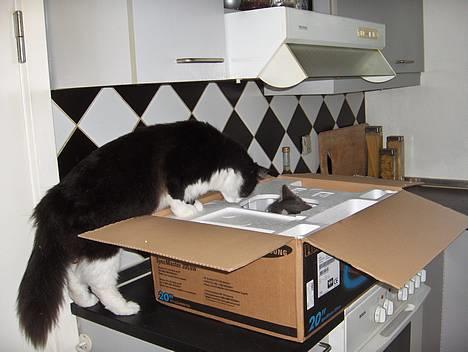 Norsk Skovkat Basil billede 3